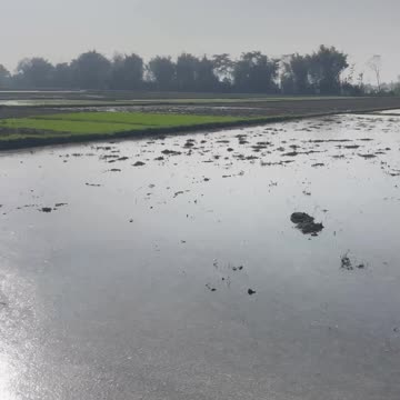 Beautiful nature field preparing for rice