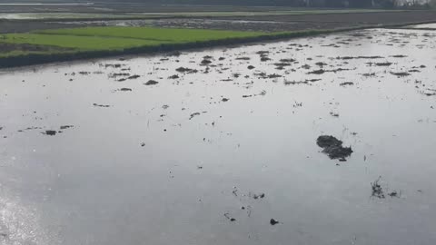 Beautiful nature field preparing for rice