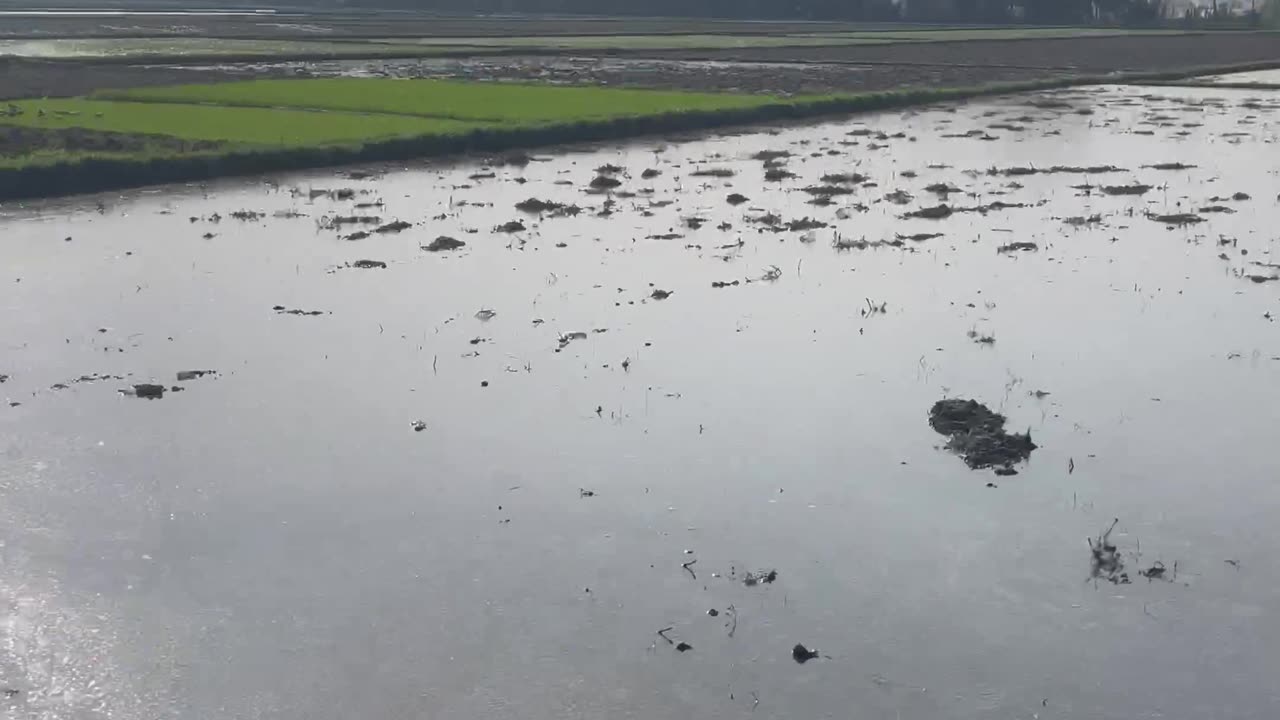 Beautiful nature field preparing for rice