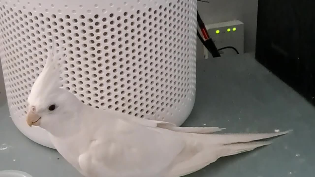 Coco goes nest-searching