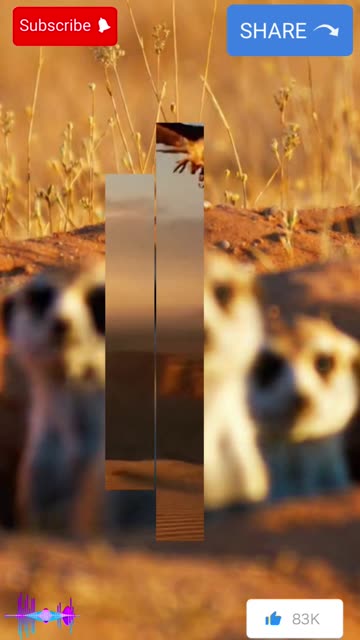 Born Underground: The Secret Life of Meerkats