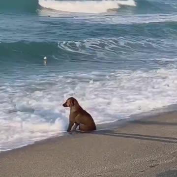 What’s the dog thinking about?