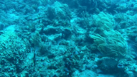 Diving with Kyalami at the Breakers 4th Window