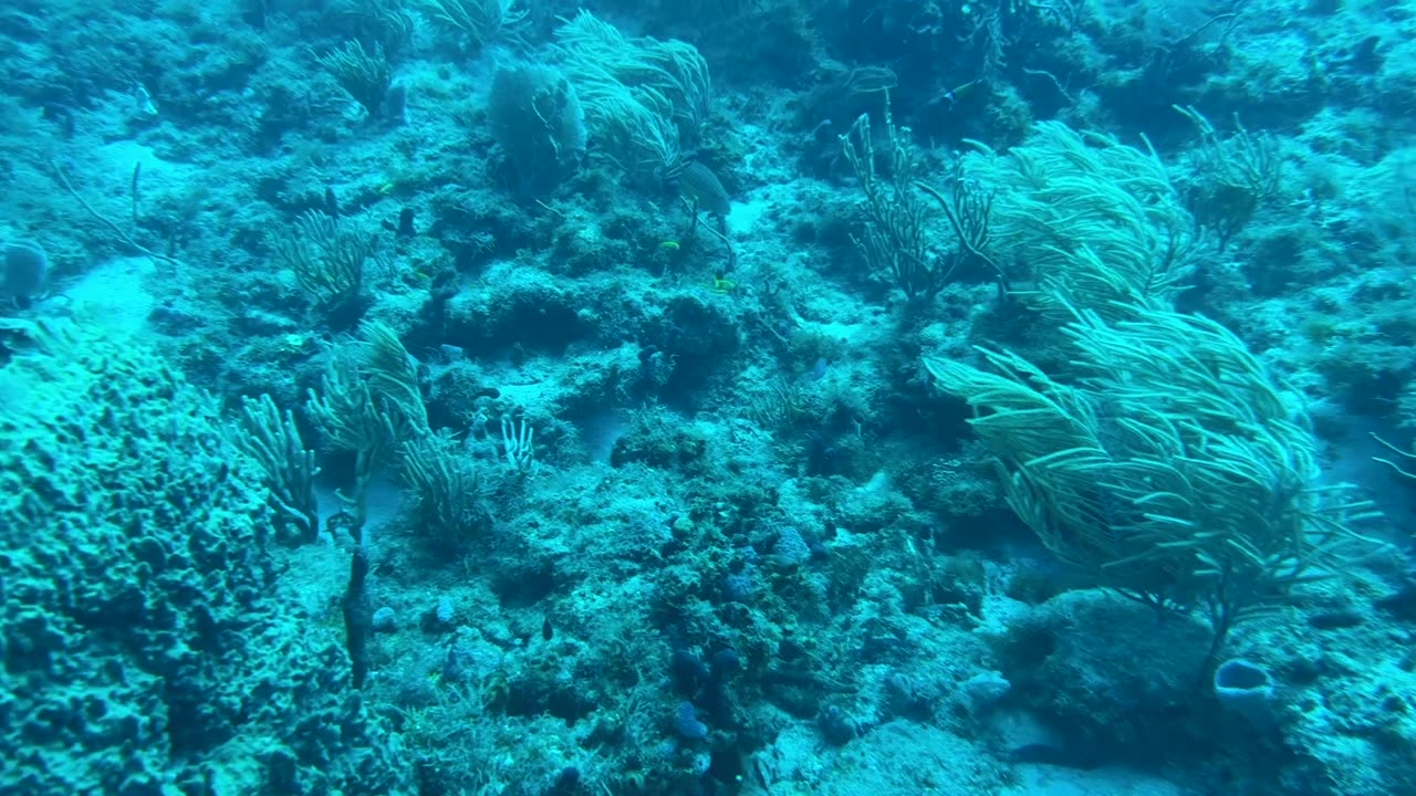 Diving with Kyalami at the Breakers 4th Window