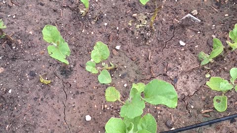 Eggplant bed