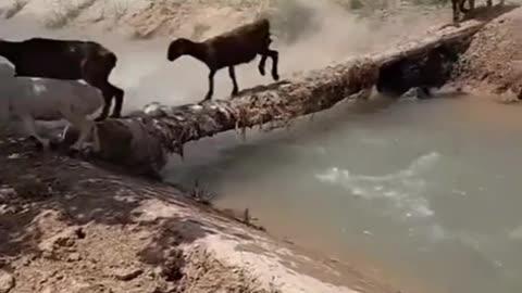 Sheep