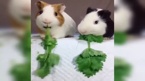 🐶🐱 The Cutest & Funniest Animal Video Compilation