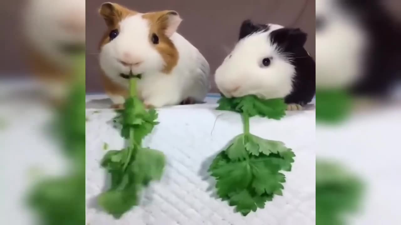 🐶🐱 The Cutest & Funniest Animal Video Compilation