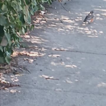 Robin looking for food.