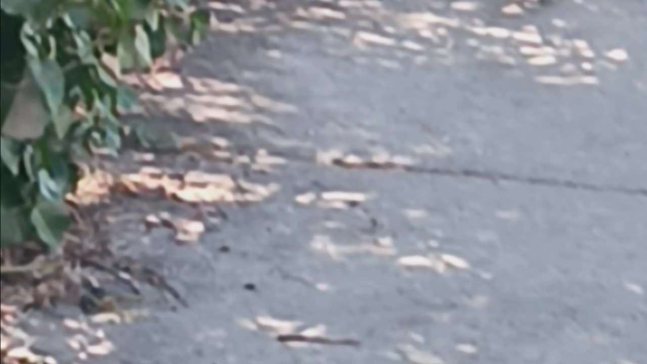 Robin looking for food.