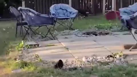 Funny pets