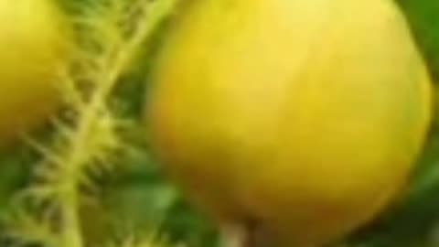 Tropical wild passion fruits -Kurumbut