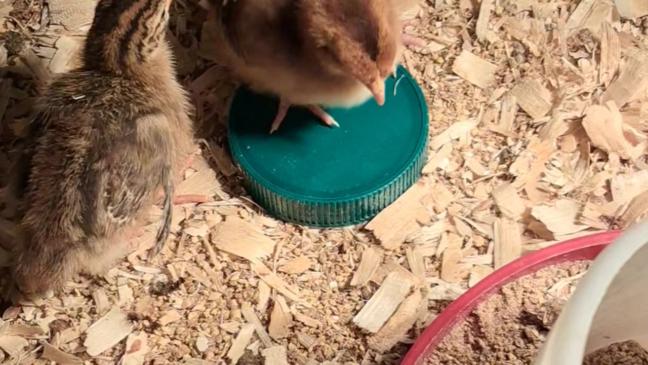 Is it for food or a bath?