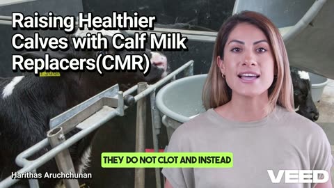 Calf Milk Replacers(CMR):Raising Healthy,Thriving Calves