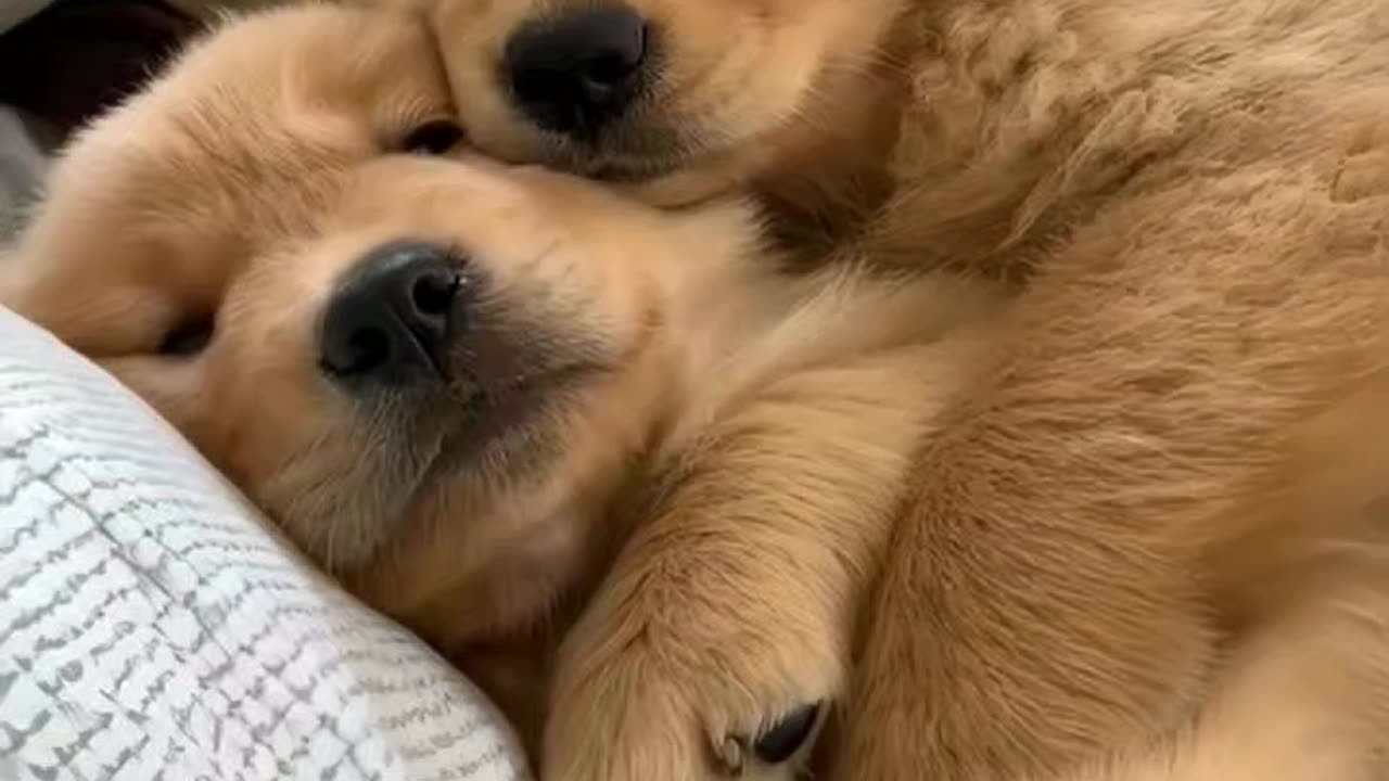 Cute puppies.....