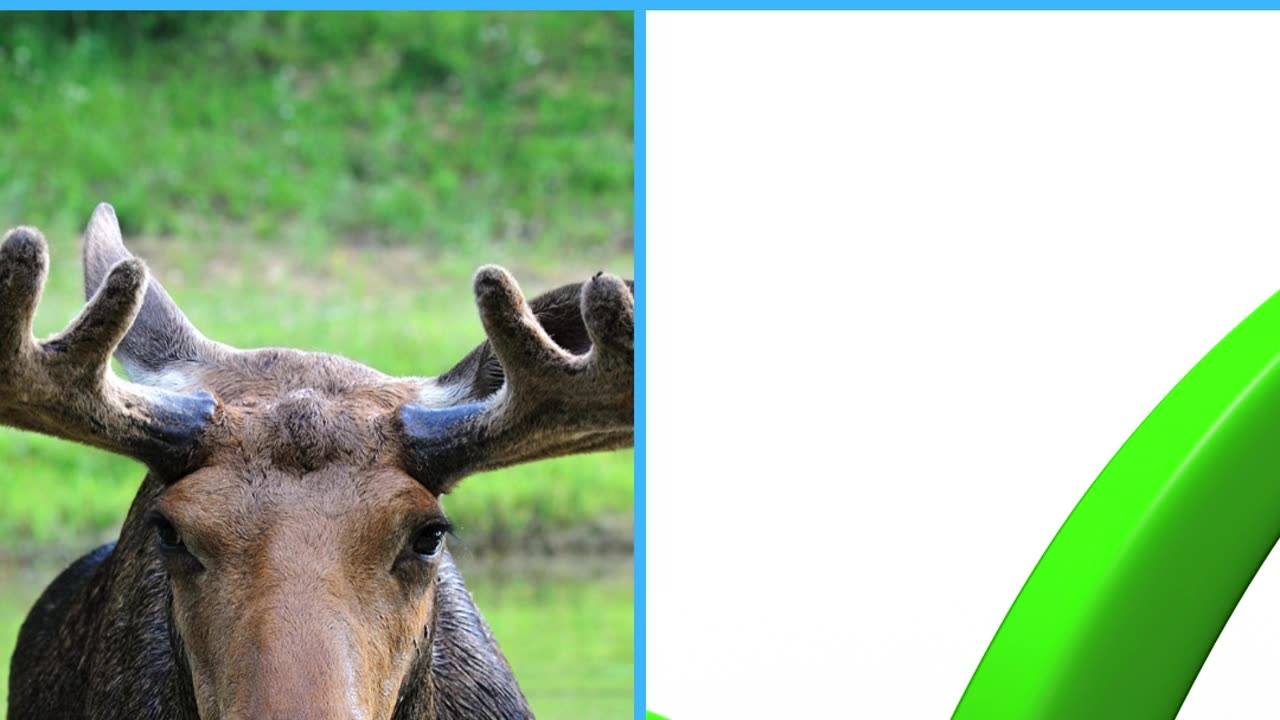Which Animal Is Fastest ?|Test Your Knowledge