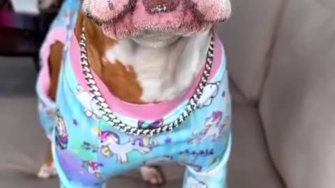 dog speaks english