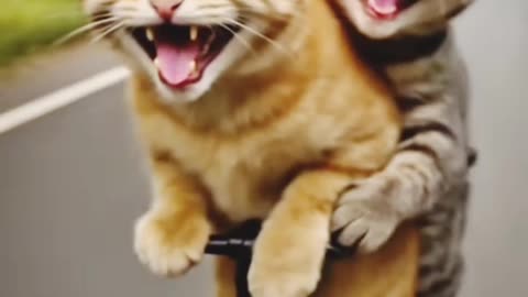 A baby cat enjoy with the mother