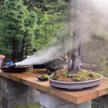 Over 700 Specimens of Bonsai Trees