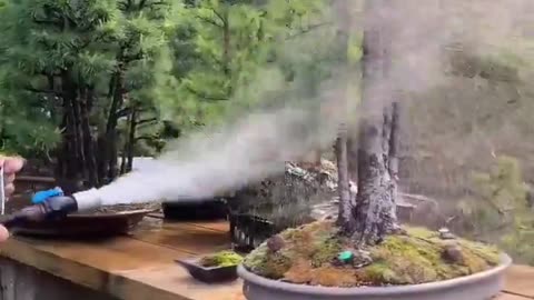 Over 700 Specimens of Bonsai Trees