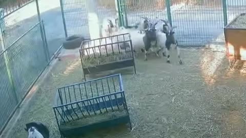 🐐😱 This Goat's Prank on the Sheep is EPIC! | FunFM