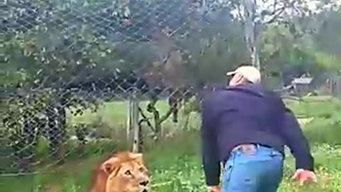 Amazing: Tiger vs Lion #trending #animals #wildlife #youtubeshorts #youtube #sho