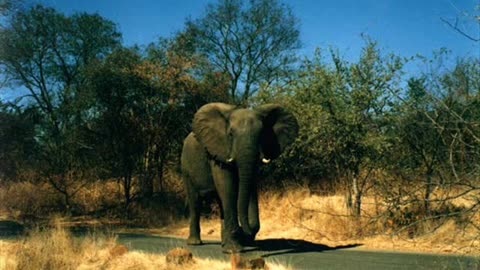 Great Zimbabwe Walls - Midnite🙏⚔🙏