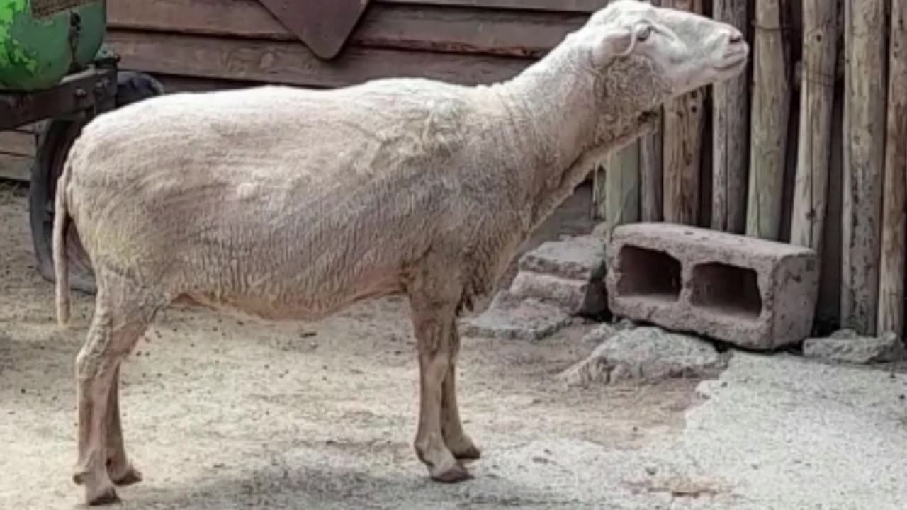 sheep