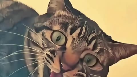 Funny cats and dogs