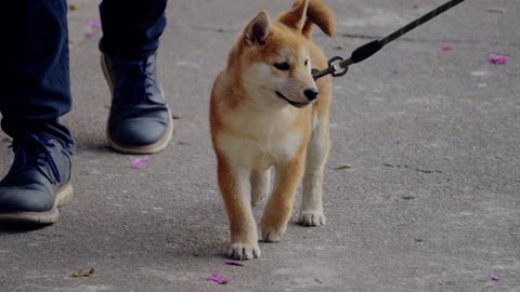 A small dog is walking on a leas #dog #cat #catdoglover