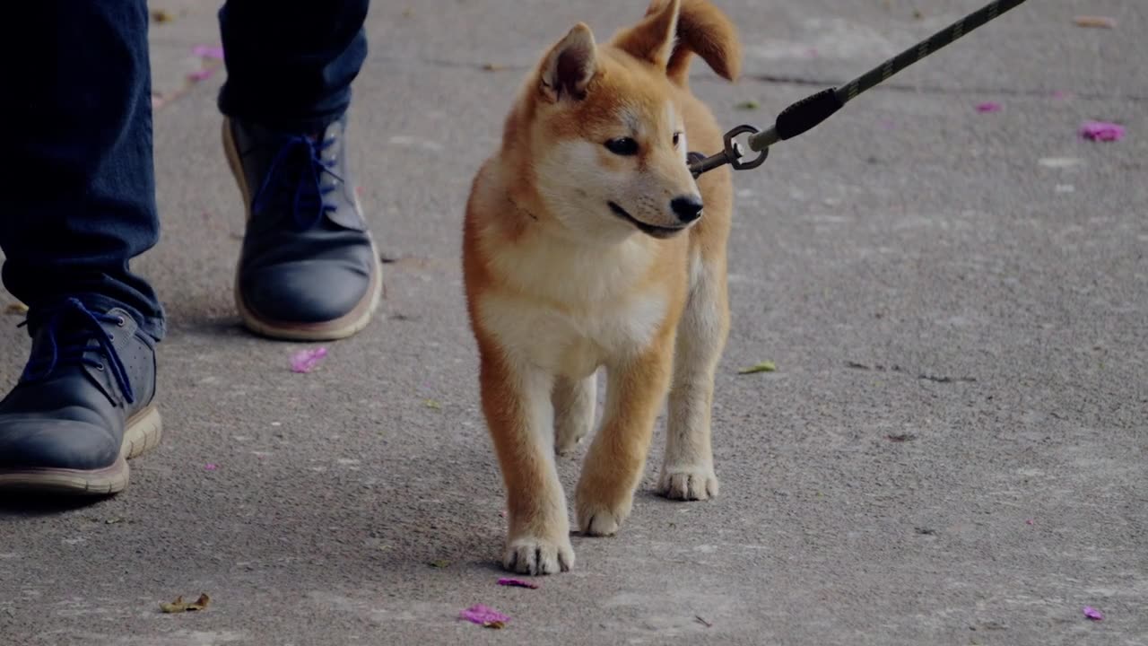 A small dog is walking on a leas #dog #cat #catdoglover