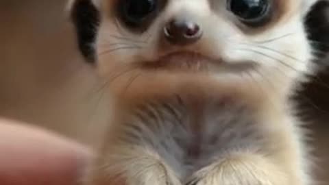 Gasp-Worthy! 😮 Baby Meerkats Discover the World with Wide-Eyed Wonder!
