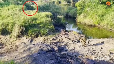 Leopard pulls off perfect ambush on Baboon -But they Fight back