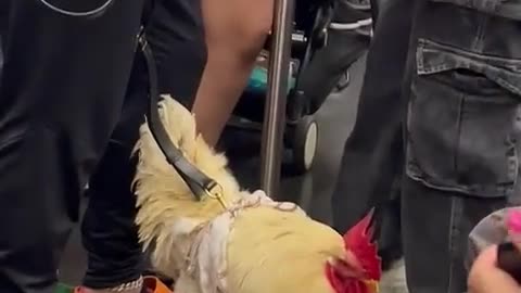 🗽😂 Only in NYC Moments! | FunFM