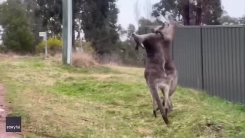 Funniest Animal