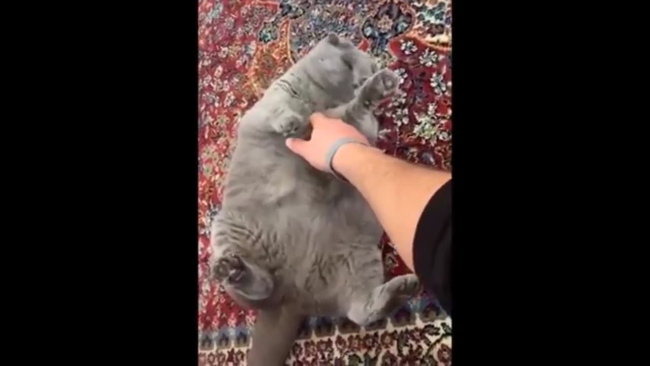 Try your best to not to laugh.