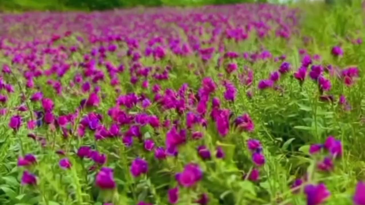 Borage Harvest Time Beautiful and Ancient Ashkarat, the Borage Capital of Iran