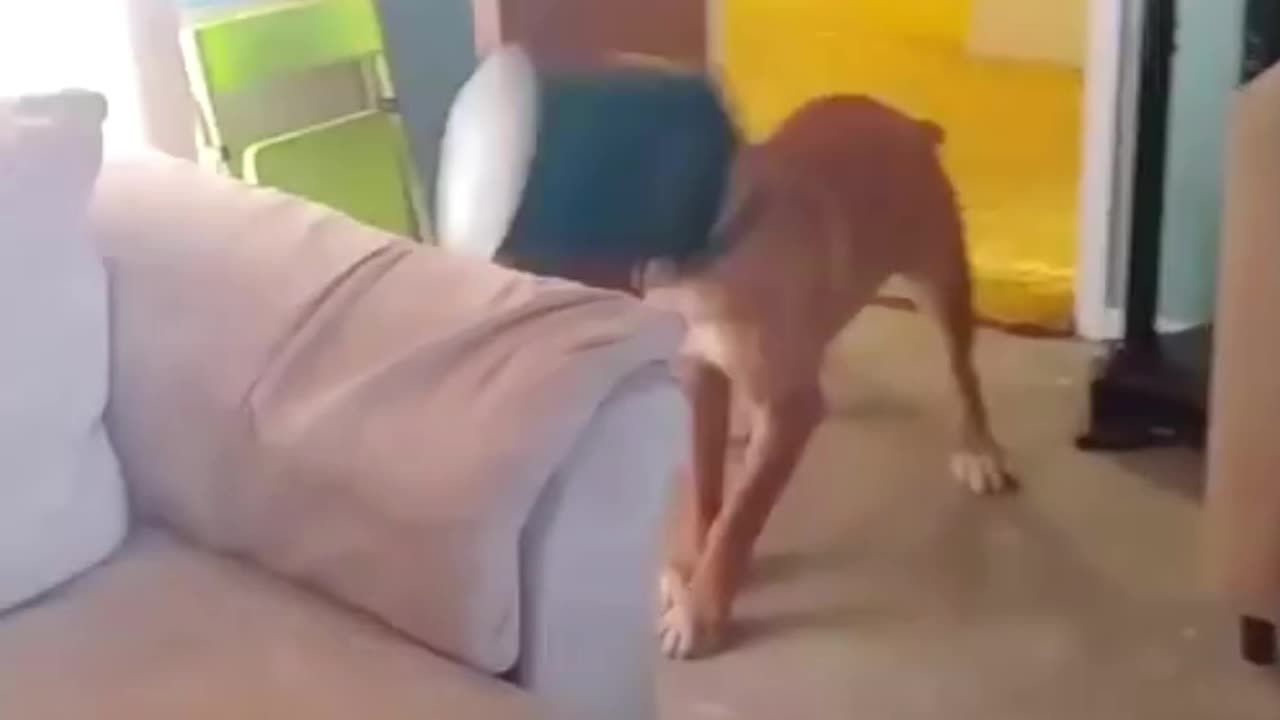 Animals Funny Video Clip 3