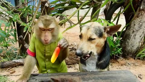 Monkey and dog are share eating