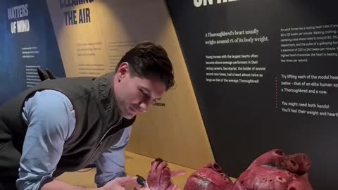 Human vs horse's heart