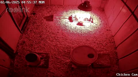 Millar Time Chicken Cam