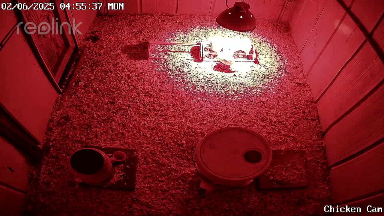 Millar Time Chicken Cam
