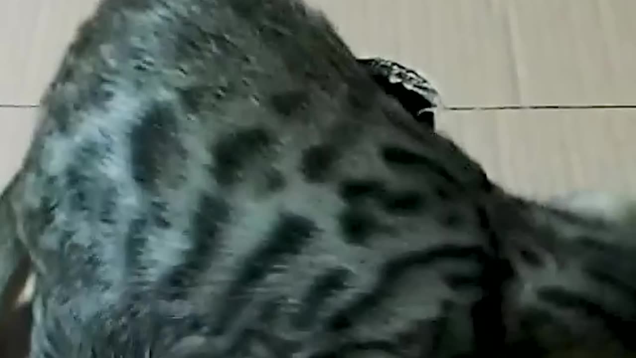 #08 "He Wasn’t Expecting That! Watch This Cat’s Reaction to a Watermelon!"