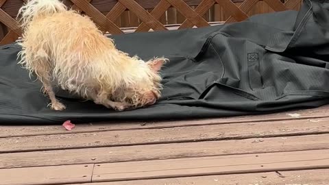 😂🐶 Dog's Hilarious Tarp Drying Fail! | FunFM