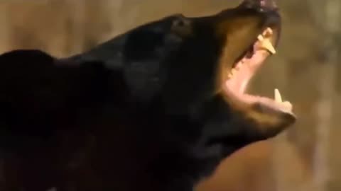 Biggest Wild Animal Fights