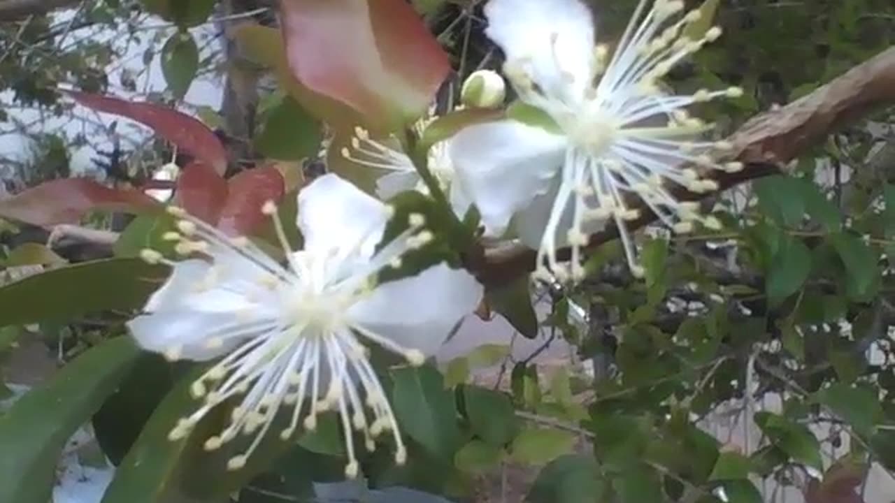 Beautiful flowers of the cherry tree, they are white and have little flowers [Nature & Animals]