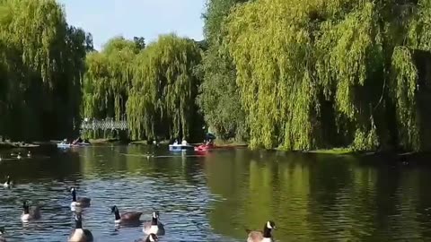 Ducks on Lake