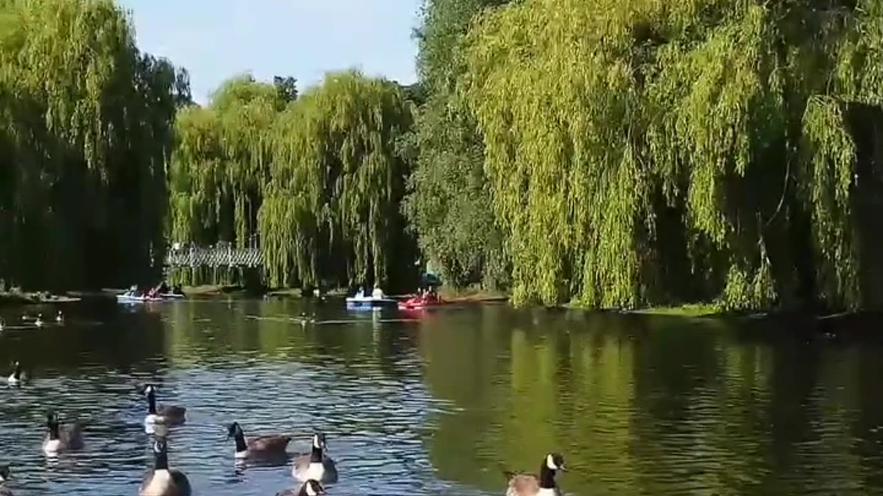 Ducks on Lake