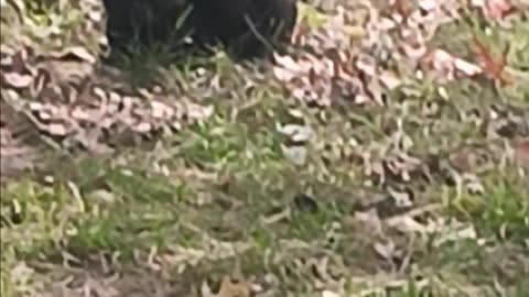 Black cat