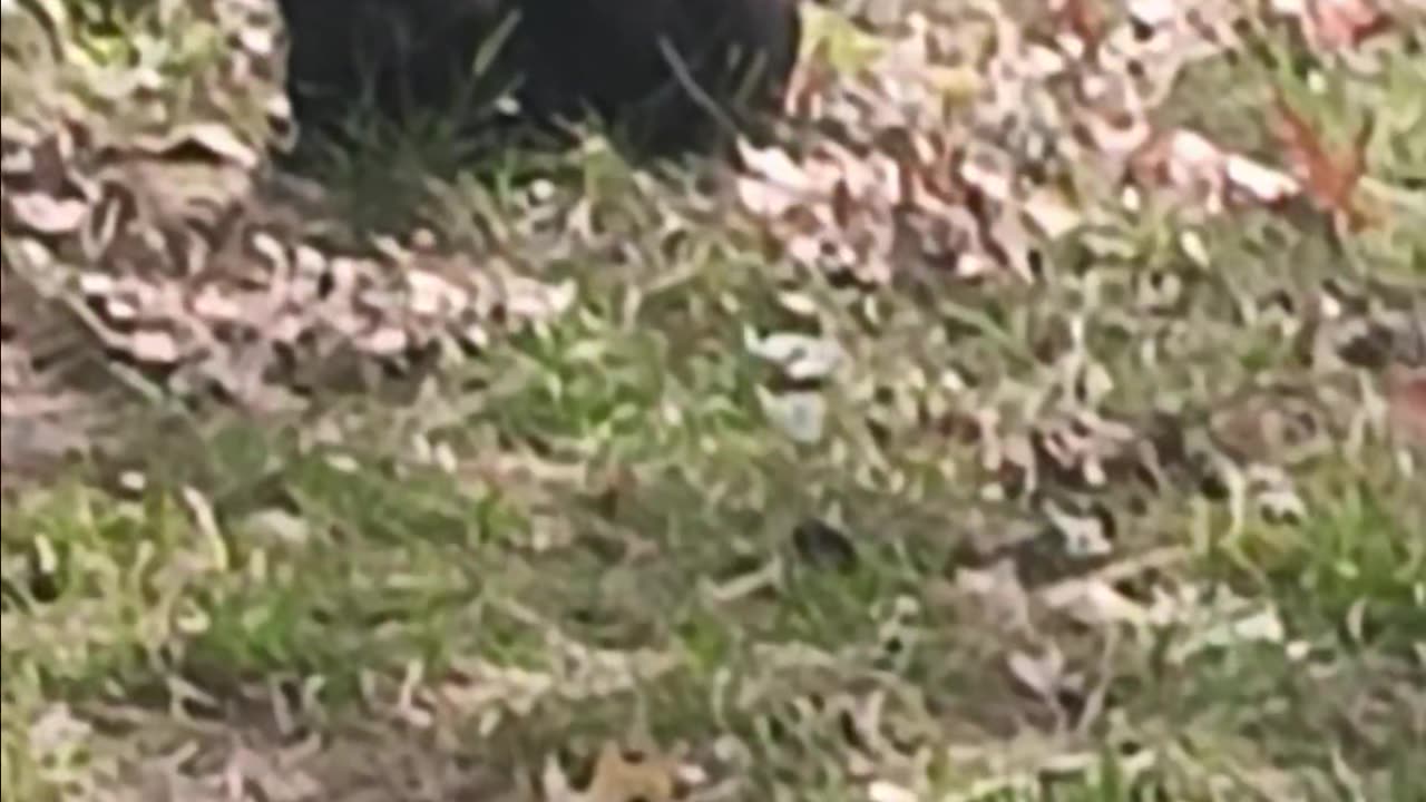 Black cat